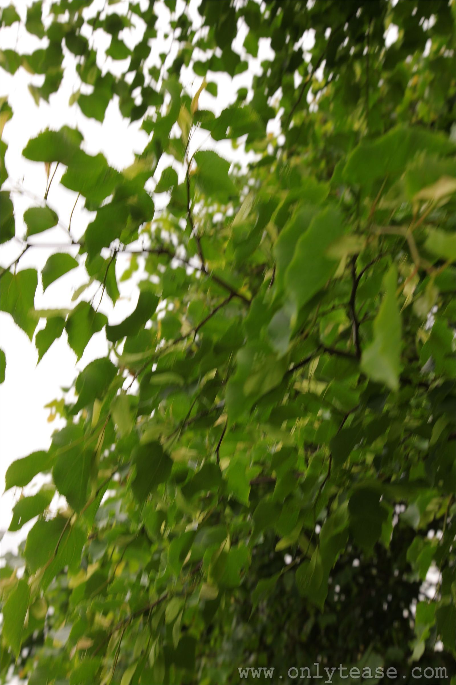 [OnlyTease]2012.08.10 Nelly